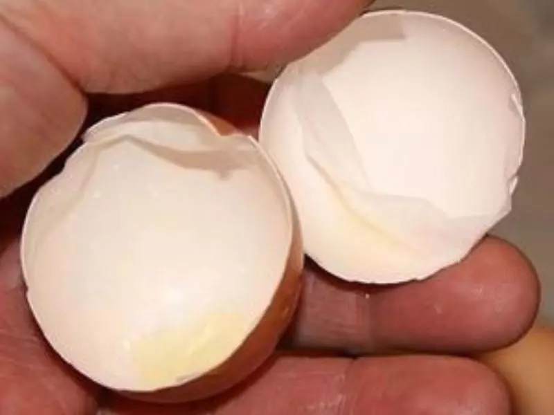 Màng vỏ trứng đã được nghiên cứu có tác dụng cải thiện các triệu chứng đau, cứng khớp, tăng cường chức năng vận động cho người bị thoái hóa khớp gối 